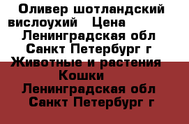 Оливер шотландский вислоухий › Цена ­ 10 000 - Ленинградская обл., Санкт-Петербург г. Животные и растения » Кошки   . Ленинградская обл.,Санкт-Петербург г.